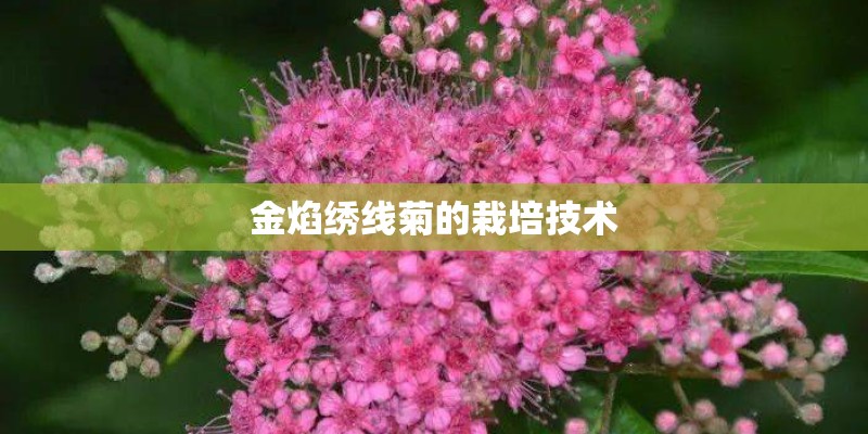 金焰绣线菊的栽培技术