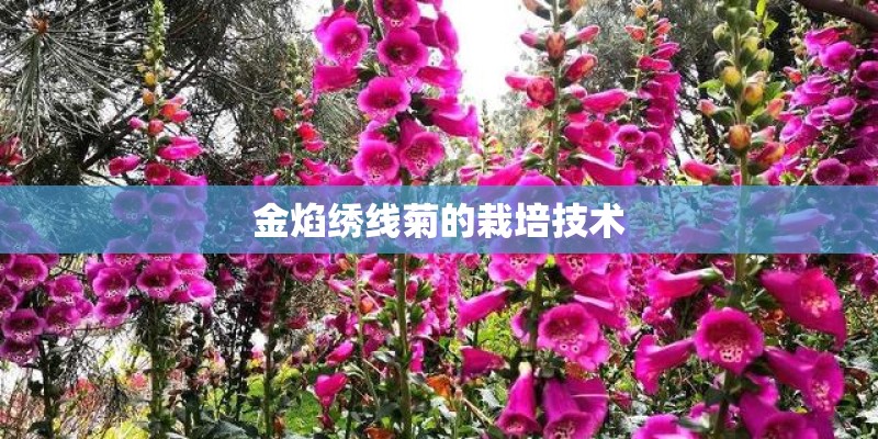 金焰绣线菊的栽培技术
