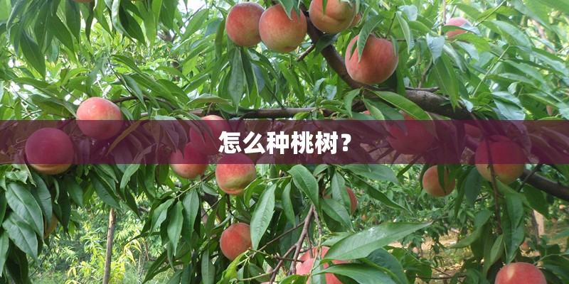 怎么种桃树？