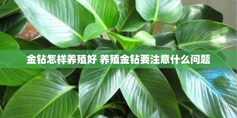 金钻怎样养殖好 养殖金钻要注意什么问题
