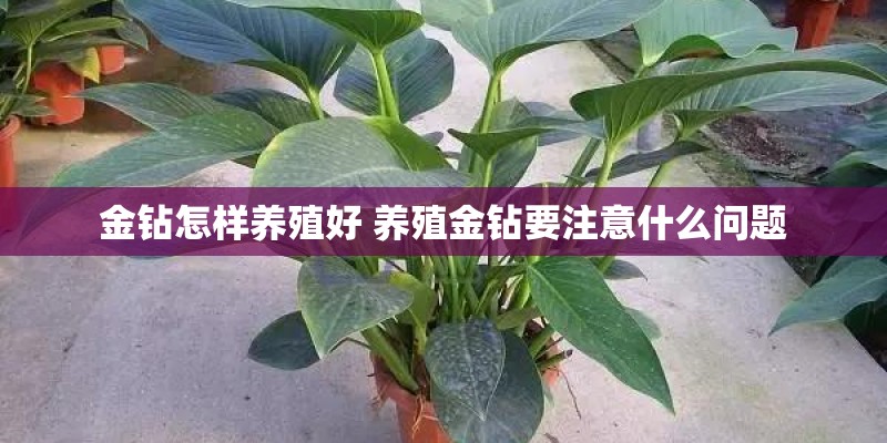金钻怎样养殖好 养殖金钻要注意什么问题