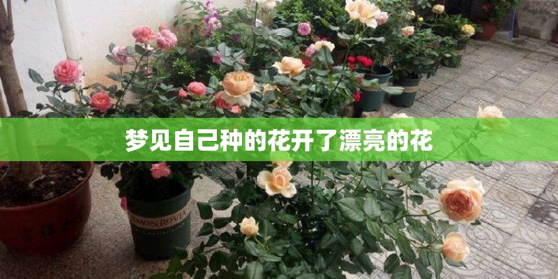梦见自己种的花开了漂亮的花