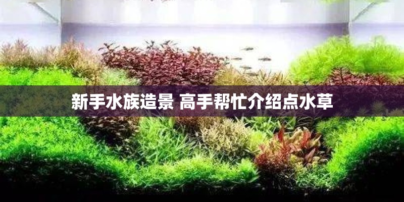 新手水族造景 高手帮忙介绍点水草