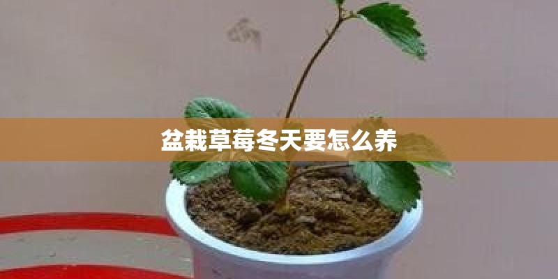 盆栽草莓冬天要怎么养