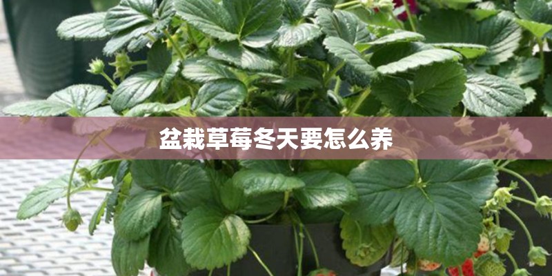 盆栽草莓冬天要怎么养