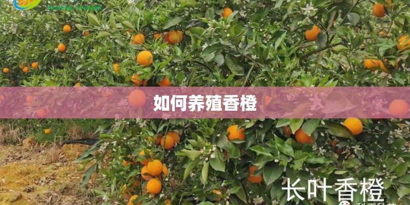 如何养殖香橙