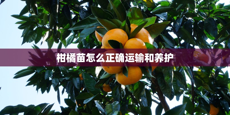 柑橘苗怎么正确运输和养护