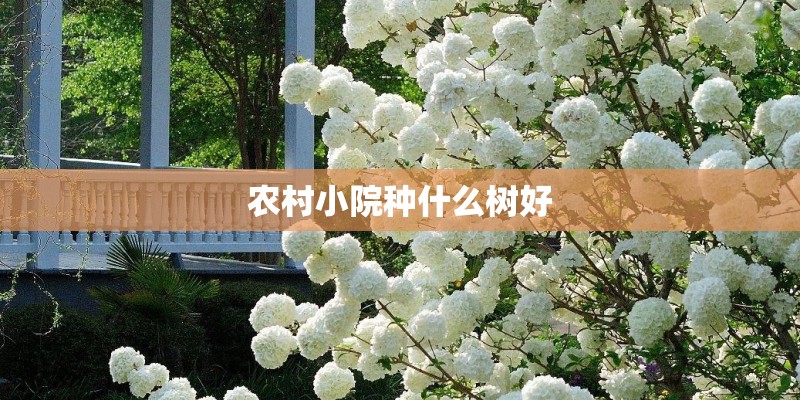 农村小院种什么树好