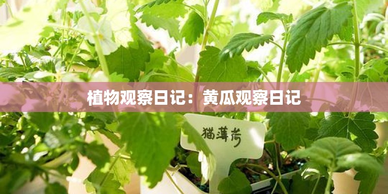 植物观察日记：黄瓜观察日记