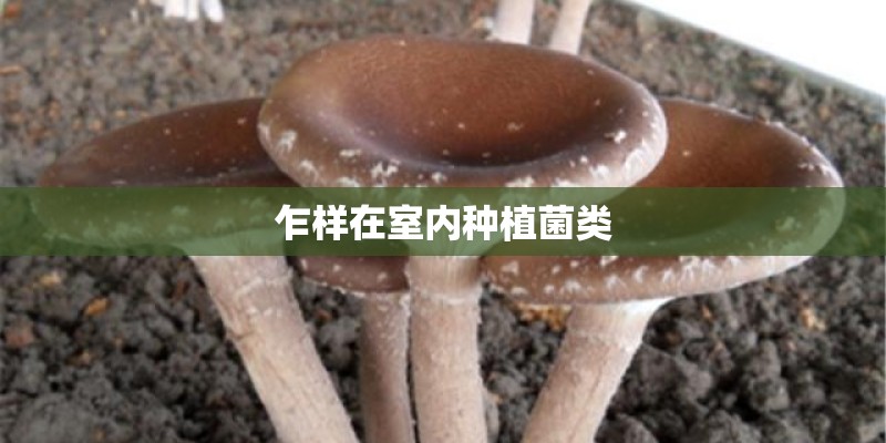 乍样在室内种植菌类