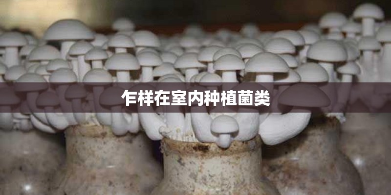 乍样在室内种植菌类