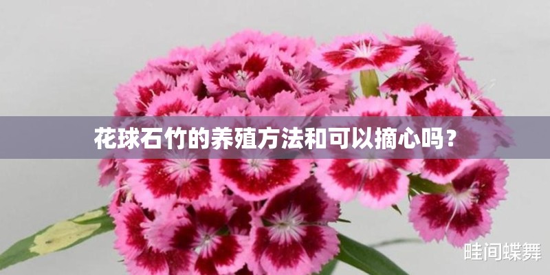 花球石竹的养殖方法和可以摘心吗？