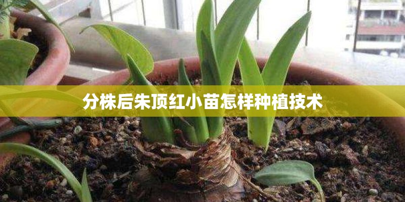 分株后朱顶红小苗怎样种植技术