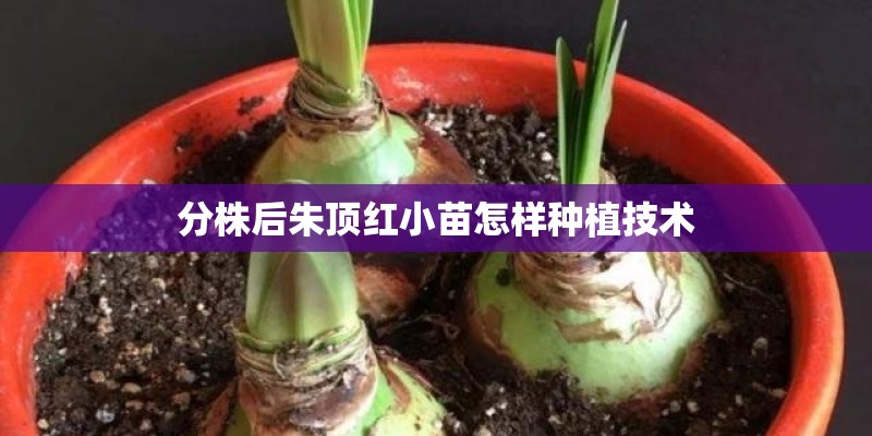 分株后朱顶红小苗怎样种植技术