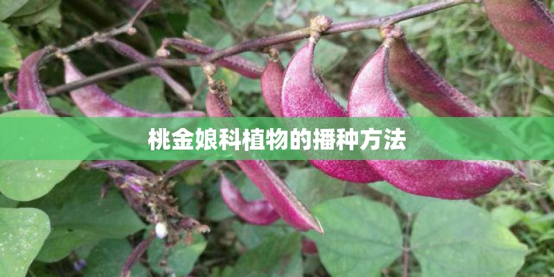 桃金娘科植物的播种方法