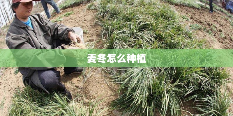 麦冬怎么种植