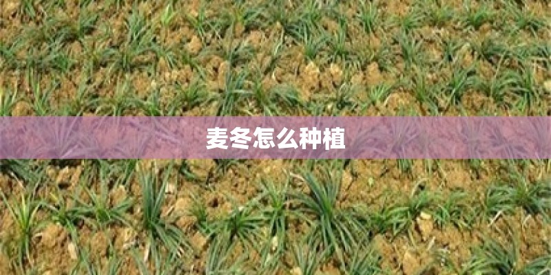 麦冬怎么种植
