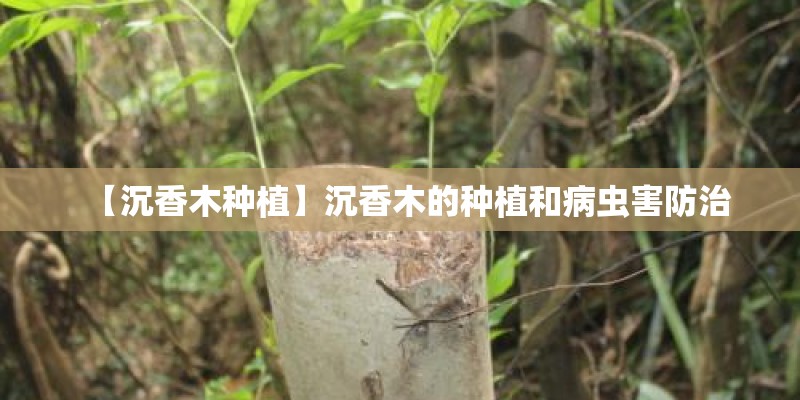 【沉香木种植】沉香木的种植和病虫害防治