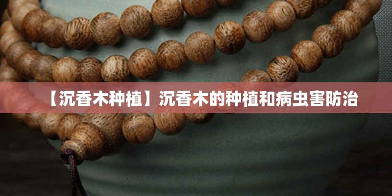 【沉香木种植】沉香木的种植和病虫害防治