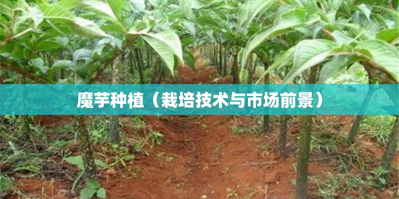 魔芋种植（栽培技术与市场前景）