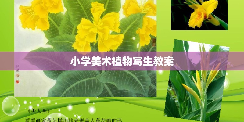 小学美术植物写生教案