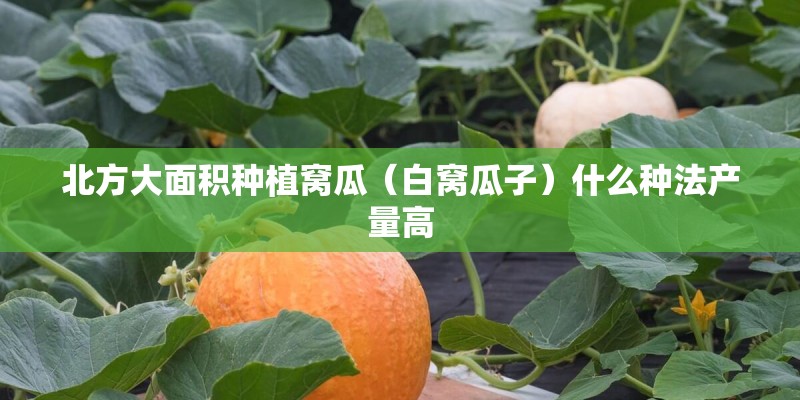 北方大面积种植窝瓜（白窝瓜子）什么种法产量高