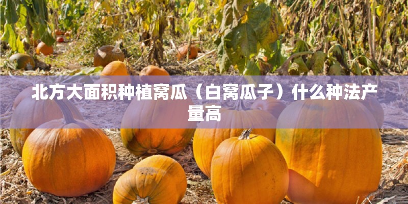 北方大面积种植窝瓜（白窝瓜子）什么种法产量高