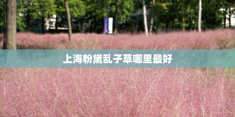 上海粉黛乱子草哪里最好