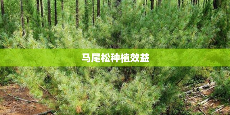 马尾松种植效益
