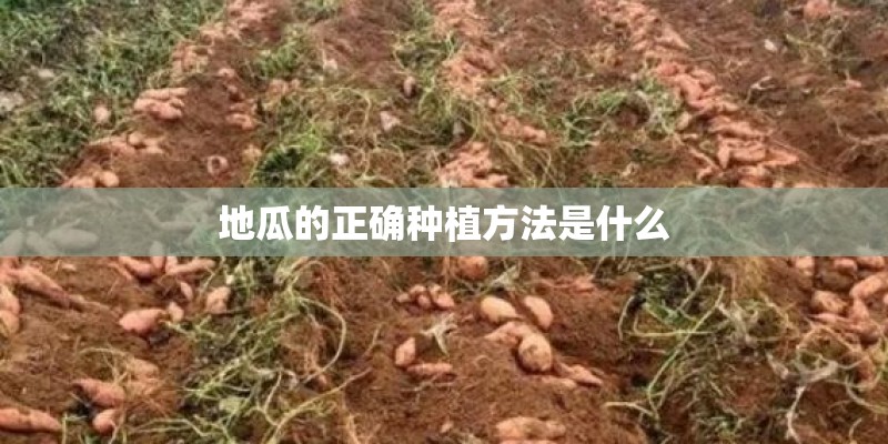 地瓜的正确种植方法是什么