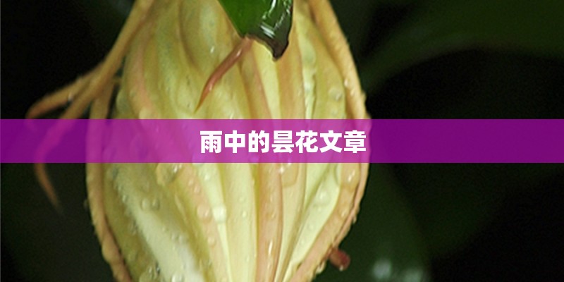雨中的昙花文章