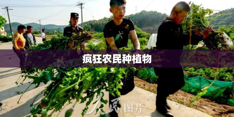 疯狂农民种植物