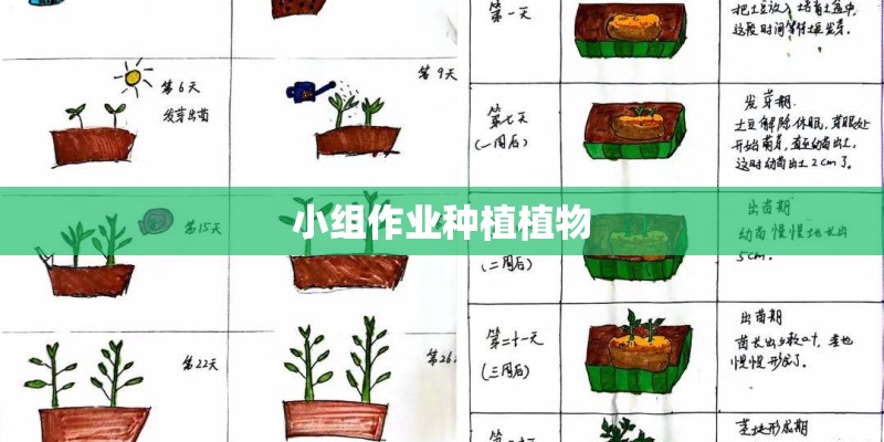 小组作业种植植物
