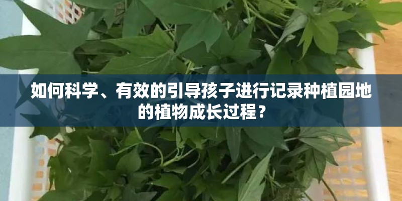 如何科学、有效的引导孩子进行记录种植园地的植物成长过程？