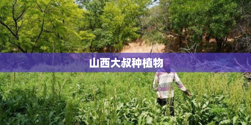 山西大叔种植物
