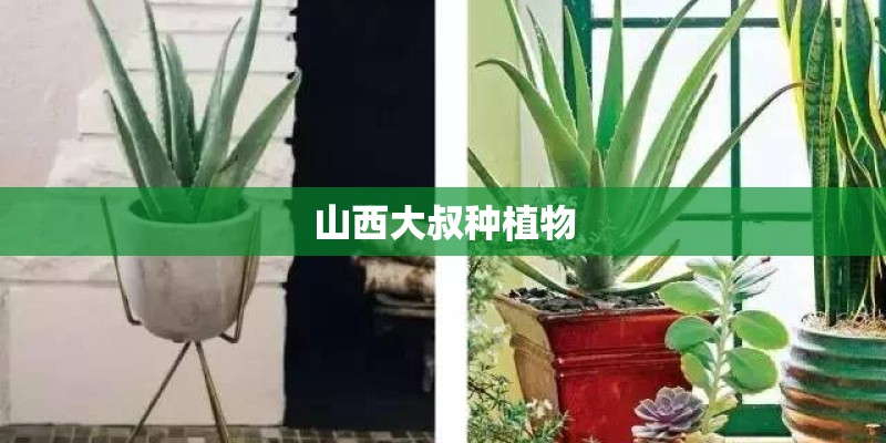 山西大叔种植物
