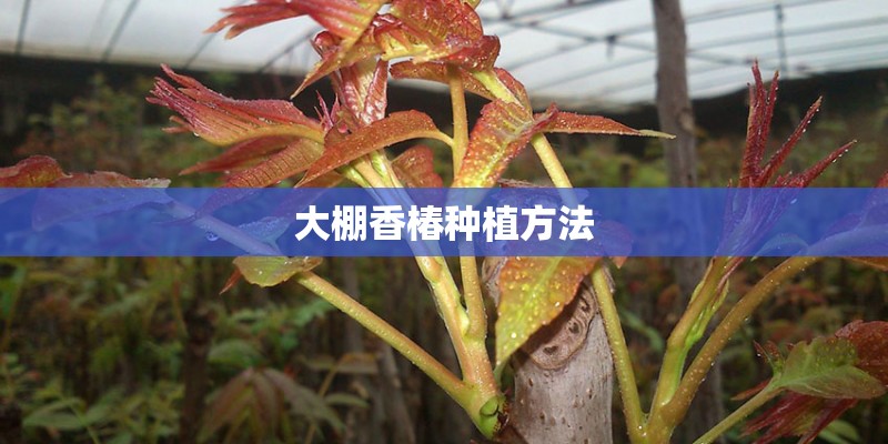 大棚香椿种植方法
