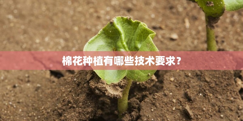 棉花种植有哪些技术要求？