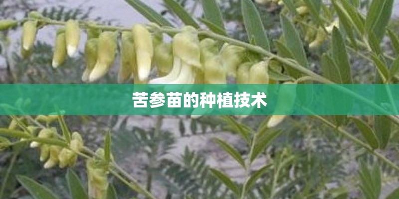 苦参苗的种植技术