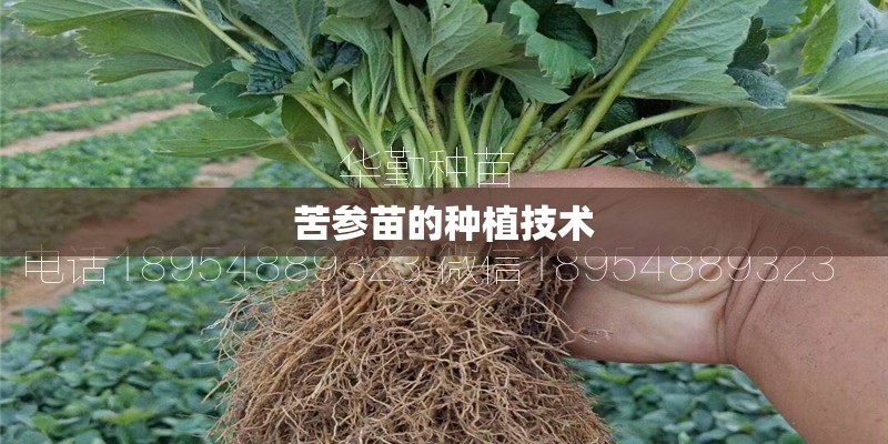 苦参苗的种植技术