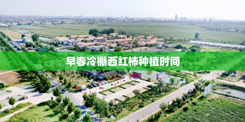 早春冷棚西红柿种植时间