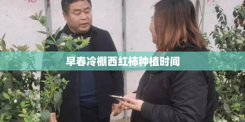 早春冷棚西红柿种植时间