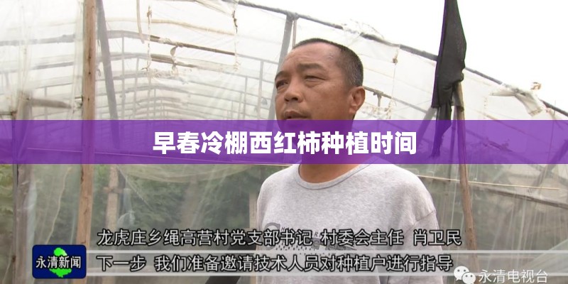 早春冷棚西红柿种植时间