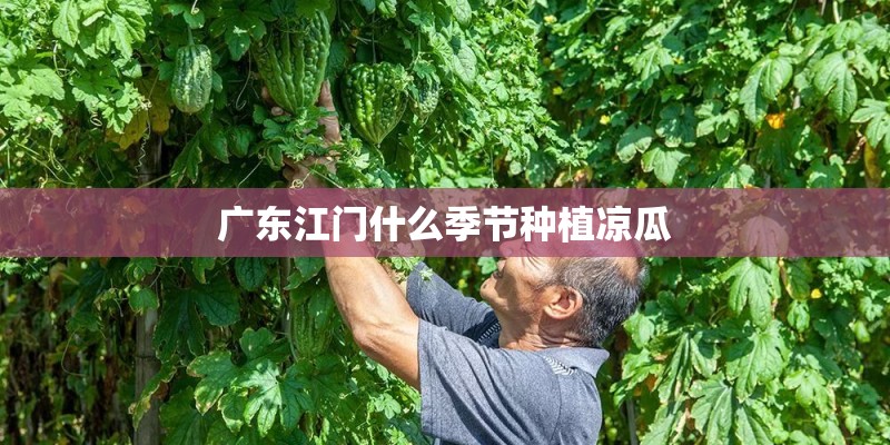 广东江门什么季节种植凉瓜
