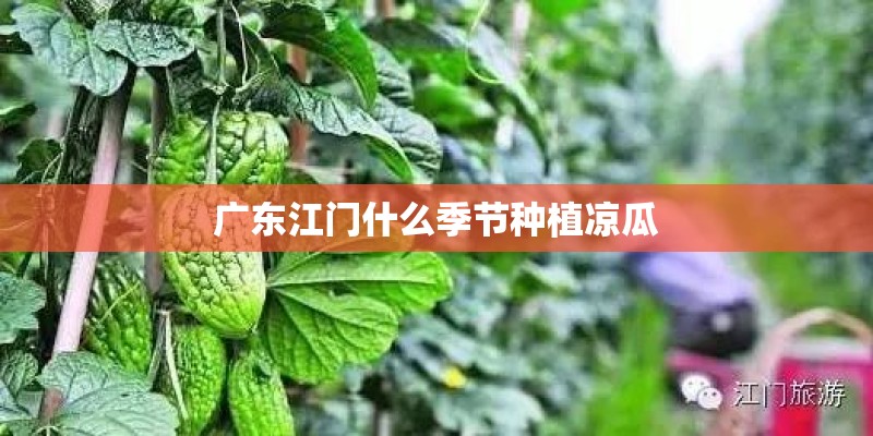 广东江门什么季节种植凉瓜