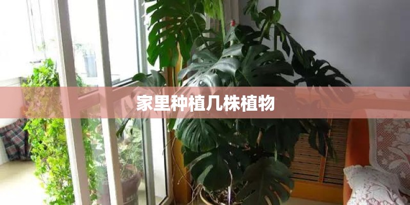 家里种植几株植物