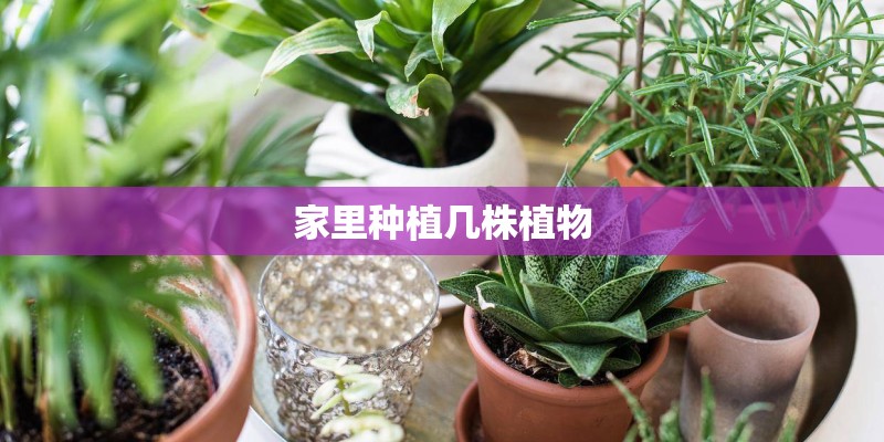 家里种植几株植物