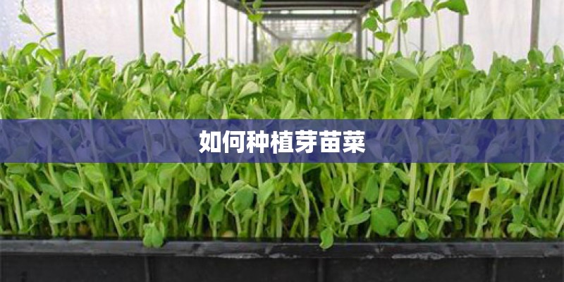 如何种植芽苗菜