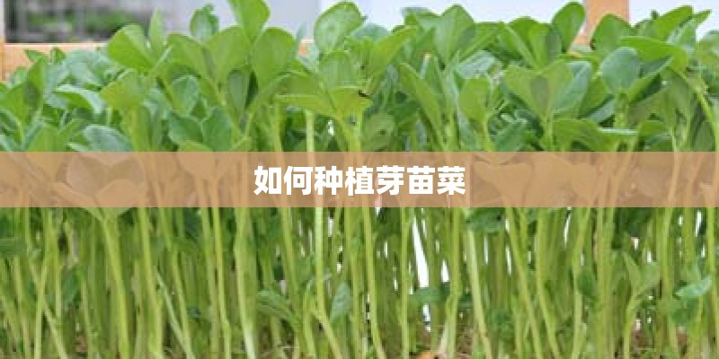 如何种植芽苗菜