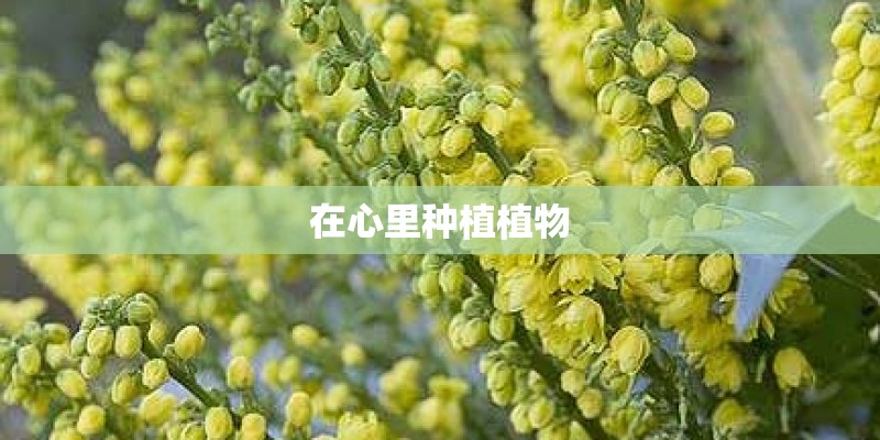 在心里种植植物